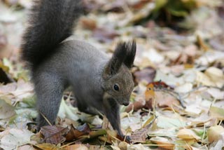 �N���b�N����Ɗg��ʐ^