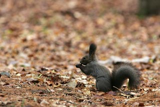 �N���b�N����Ɗg��ʐ^