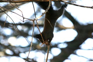 �N���b�N����Ɗg��ʐ^