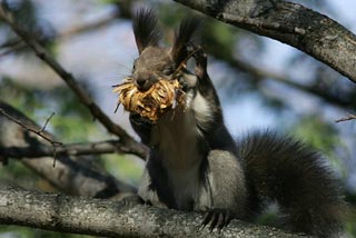 �N���b�N����Ɗg��ʐ^