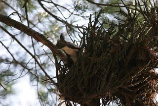 �N���b�N����Ɗg��ʐ^