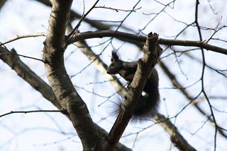 �N���b�N����Ɗg��ʐ^