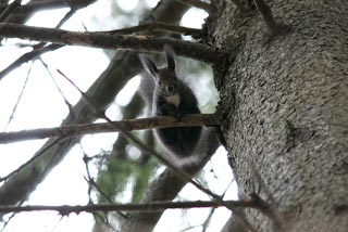 �N���b�N����Ɗg��ʐ^