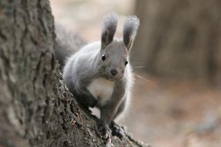 �N���b�N����Ɗg��ʐ^