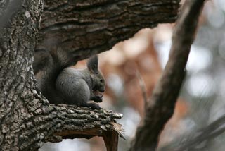 �N���b�N����Ɗg��ʐ^