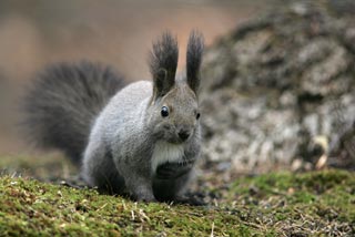 �N���b�N����Ɗg��ʐ^