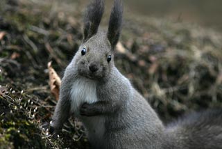 �N���b�N����Ɗg��ʐ^