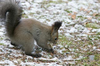 �N���b�N����Ɗg��ʐ^