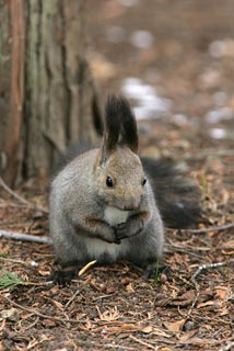 �N���b�N����Ɗg��ʐ^