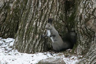 �N���b�N����Ɗg��ʐ^