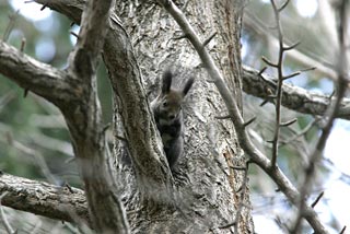 �N���b�N����Ɗg��ʐ^