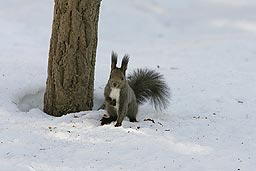 �N���b�N����Ɗg��ʐ^