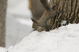 �N���b�N����Ɗg��ʐ^