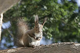 �N���b�N����Ɗg��ʐ^