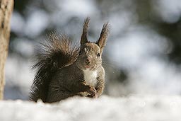 �N���b�N����Ɗg��ʐ^