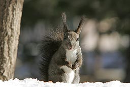 �N���b�N����Ɗg��ʐ^