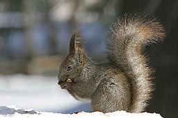 �N���b�N����Ɗg��ʐ^