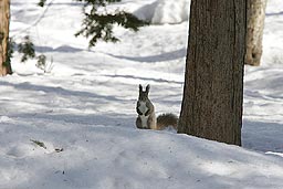 �N���b�N����Ɗg��ʐ^