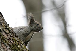 �N���b�N����Ɗg��ʐ^