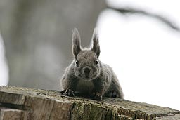 �N���b�N����Ɗg��ʐ^