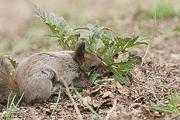 �N���b�N����Ɗg��ʐ^