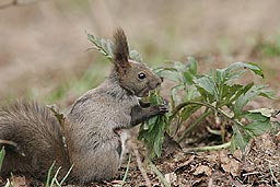 �N���b�N����Ɗg��ʐ^