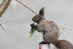 �N���b�N����Ɗg��ʐ^