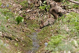 �N���b�N����Ɗg��ʐ^