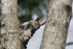 �N���b�N����Ɗg��ʐ^