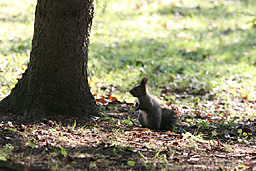 �N���b�N����Ɗg��ʐ^