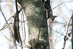 �N���b�N����Ɗg��ʐ^