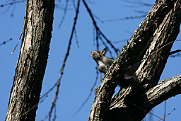 �N���b�N����Ɗg��ʐ^