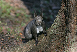 �N���b�N����Ɗg��ʐ^