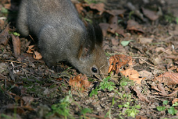 �N���b�N����Ɗg��ʐ^