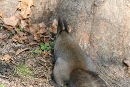 �N���b�N����Ɗg��ʐ^