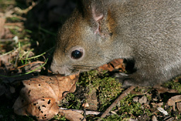 �N���b�N����Ɗg��ʐ^