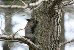 �N���b�N����Ɗg��ʐ^