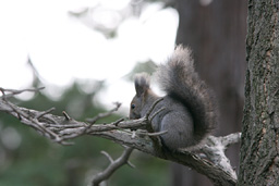 �N���b�N����Ɗg��ʐ^