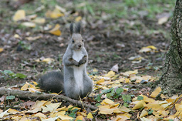 �N���b�N����Ɗg��ʐ^