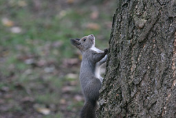 �N���b�N����Ɗg��ʐ^