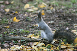 �N���b�N����Ɗg��ʐ^