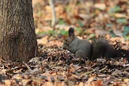 �N���b�N����Ɗg��ʐ^