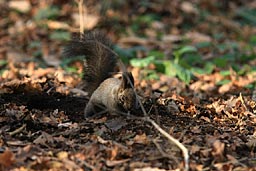 �N���b�N����Ɗg��ʐ^