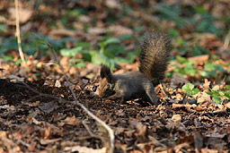 �N���b�N����Ɗg��ʐ^