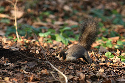 �N���b�N����Ɗg��ʐ^