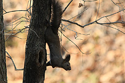 �N���b�N����Ɗg��ʐ^