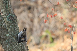 �N���b�N����Ɗg��ʐ^