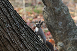 �N���b�N����Ɗg��ʐ^