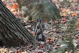 �N���b�N����Ɗg��ʐ^