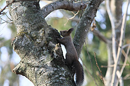 �N���b�N����Ɗg��ʐ^